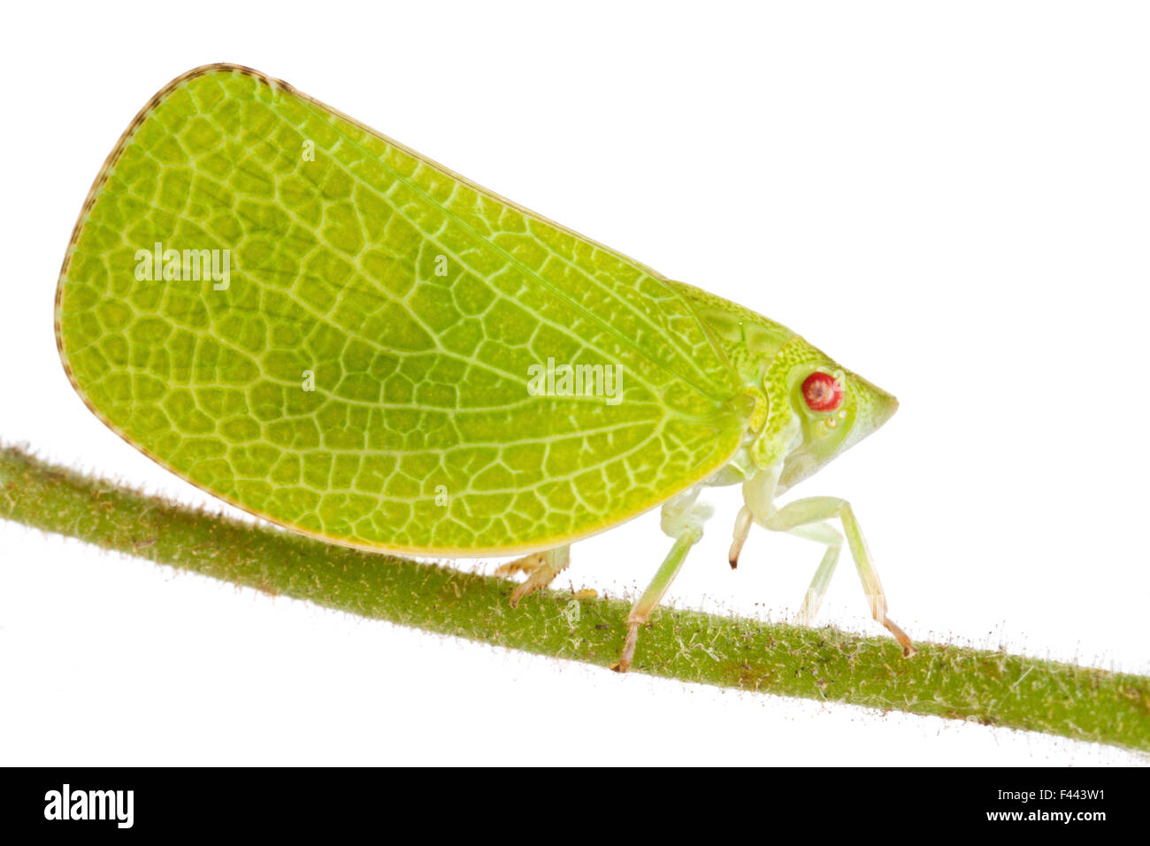 Impianto tramoggia Acanalonia (sp) Costa Rica, progetto meetyourneighbors.net Foto Stock