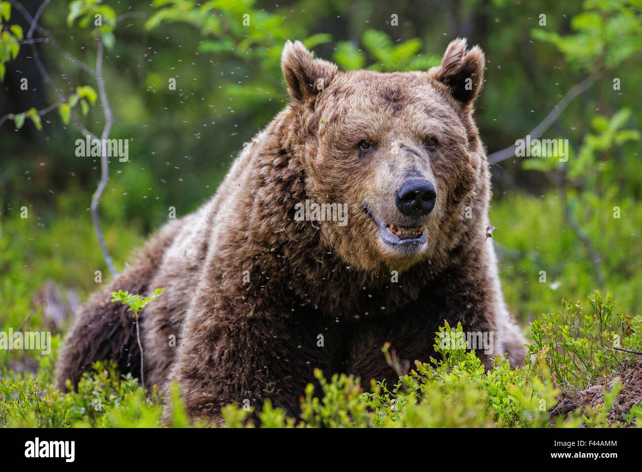 Unione l'orso bruno (Ursus arctos arctos), un grande maschio di prendere un periodo di riposo in una nuvola di zanzare. Kajaani, Finlandia. Giugno. Foto Stock