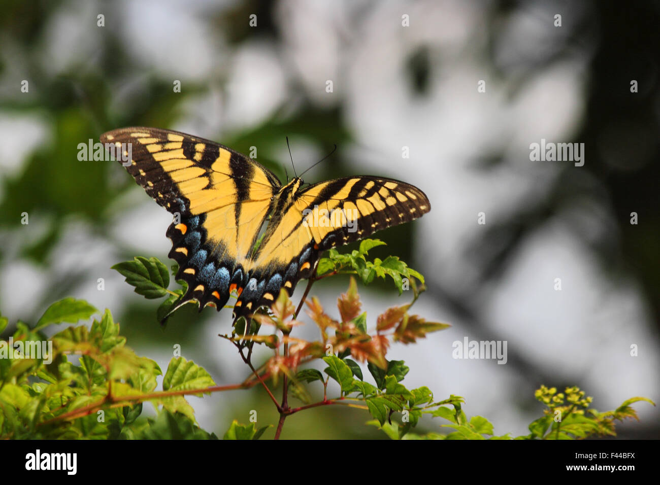Una femmina di tigre orientale a coda di rondine (Papilio glaucus) arroccato su di un piccolo ramo. Foto Stock
