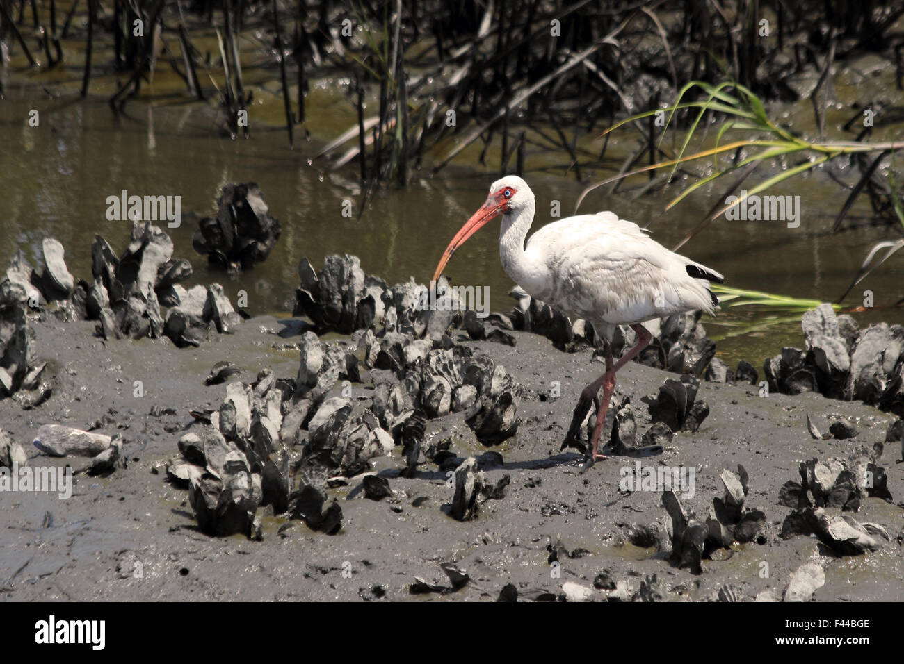 Un Americano bianco ibis in un estuario costiere. Foto Stock