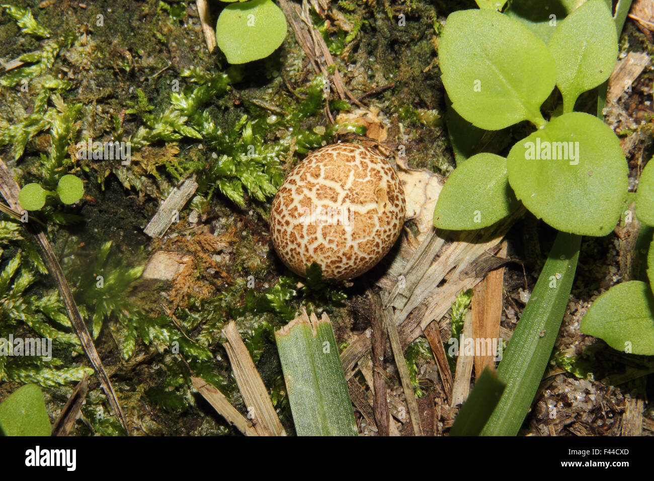 Un fungo puffball. Foto Stock