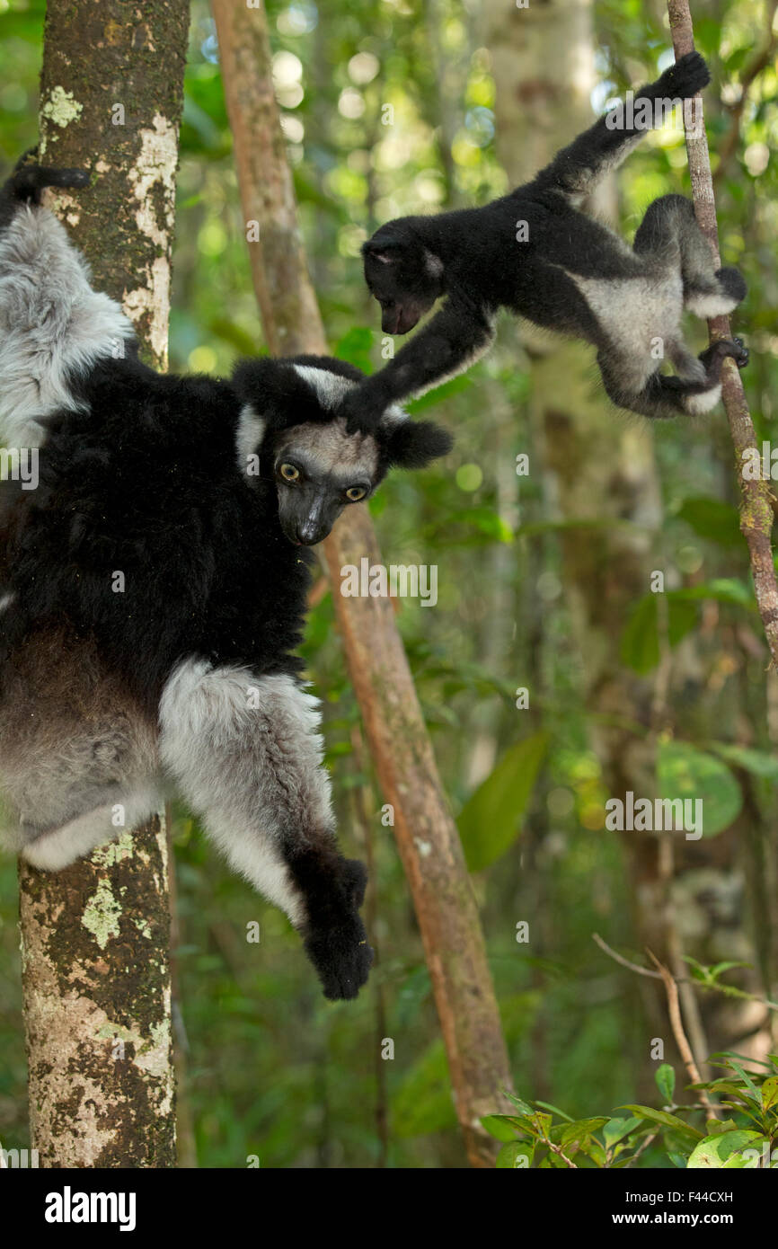 (Indri Indri Indri Indri) femmina con 2 mesi baby, imparare a salire in habitat della foresta pluviale. Madagascar. Foto Stock