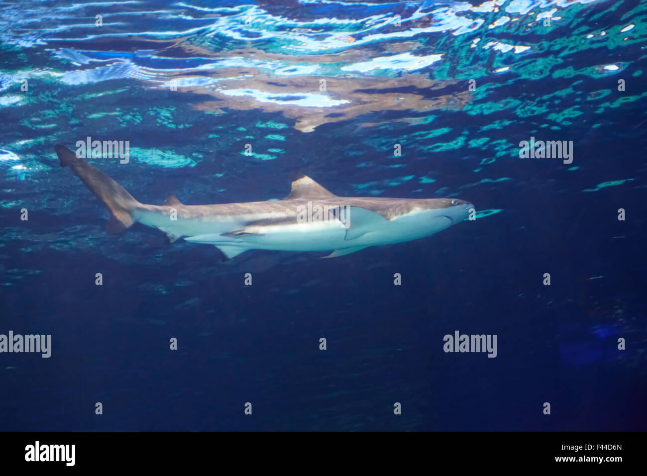 Caribbean reef shark Foto Stock