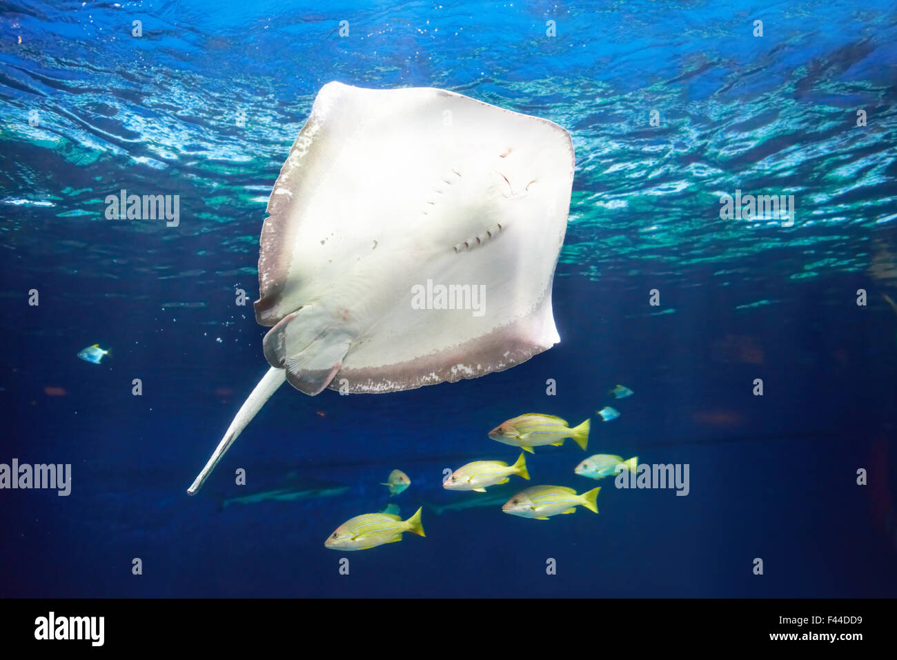 Manta ray subacquea flottante Foto Stock
