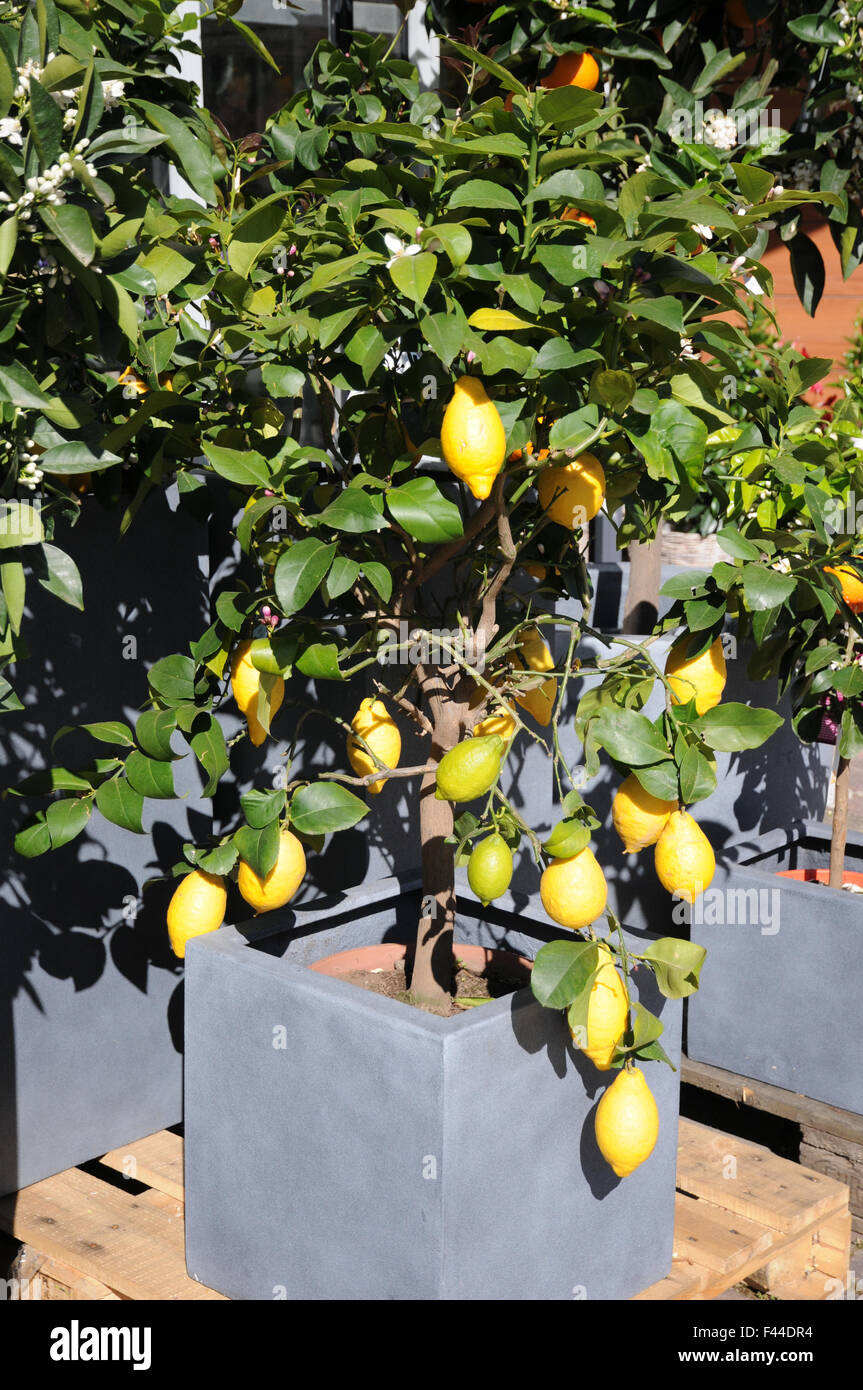 Albero di limone Foto Stock