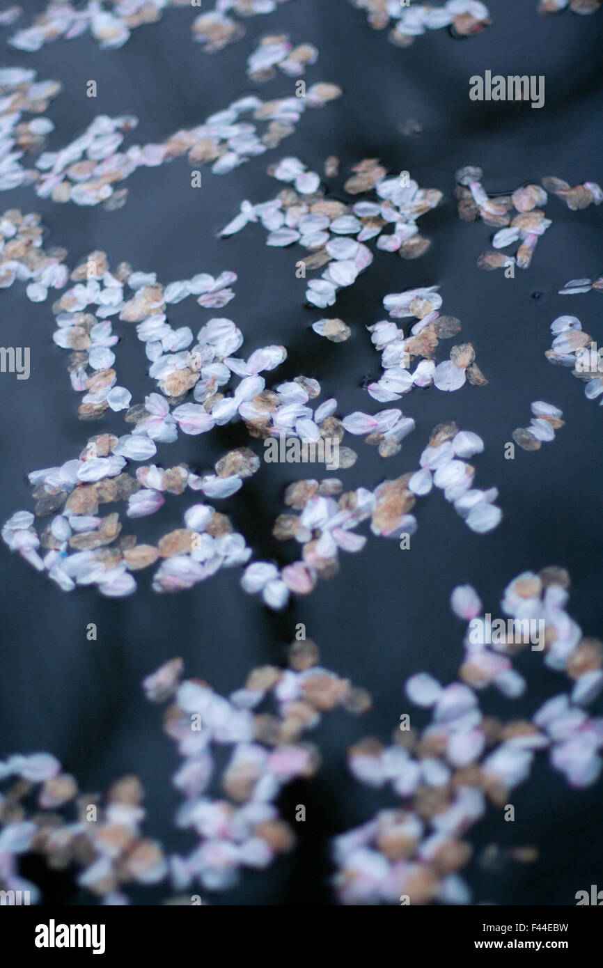 Fiore di Ciliegio sakura pedali in acqua angolo verticale Foto Stock