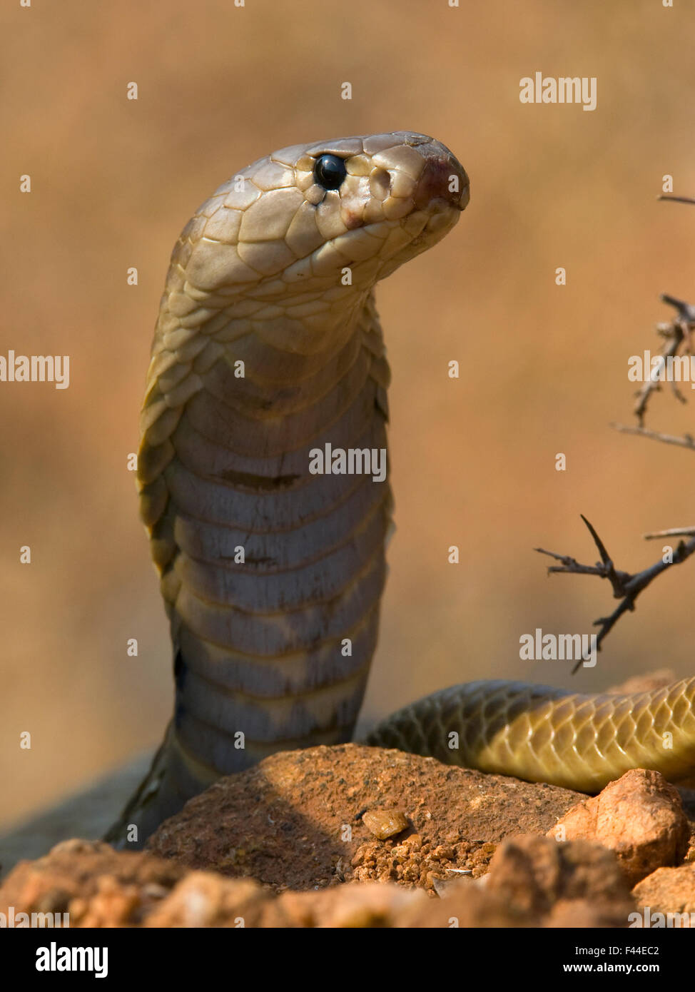 Cobra indiano o Spectacled Cobra (Naja naja), Karnataka, India Foto Stock