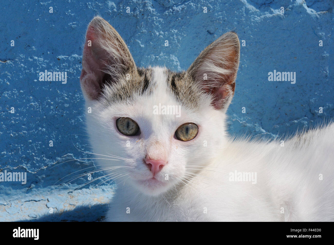 Il gatto domestico (felis catus) gattino ritratto di testa. Kokkari Harbour, Samos, Orientale Sporadi, Grecia. Foto Stock
