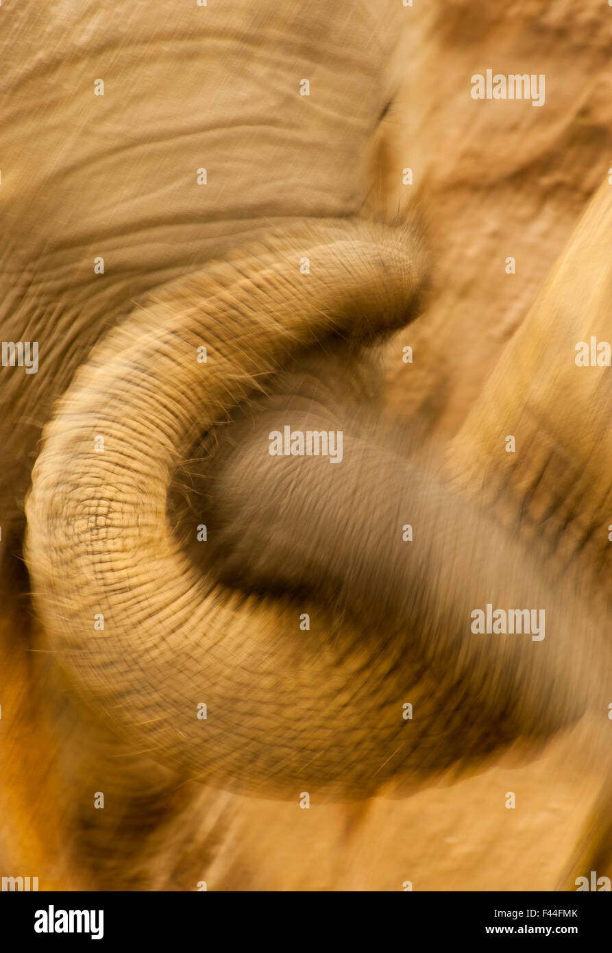 Foresta Africana Elefante africano (Loxodonta africana cyclotis) maschi adulti linee di incarto insieme nel messaggio di saluto. Dzanga-Ndoki National Park, Repubblica Centrafricana. Foto Stock
