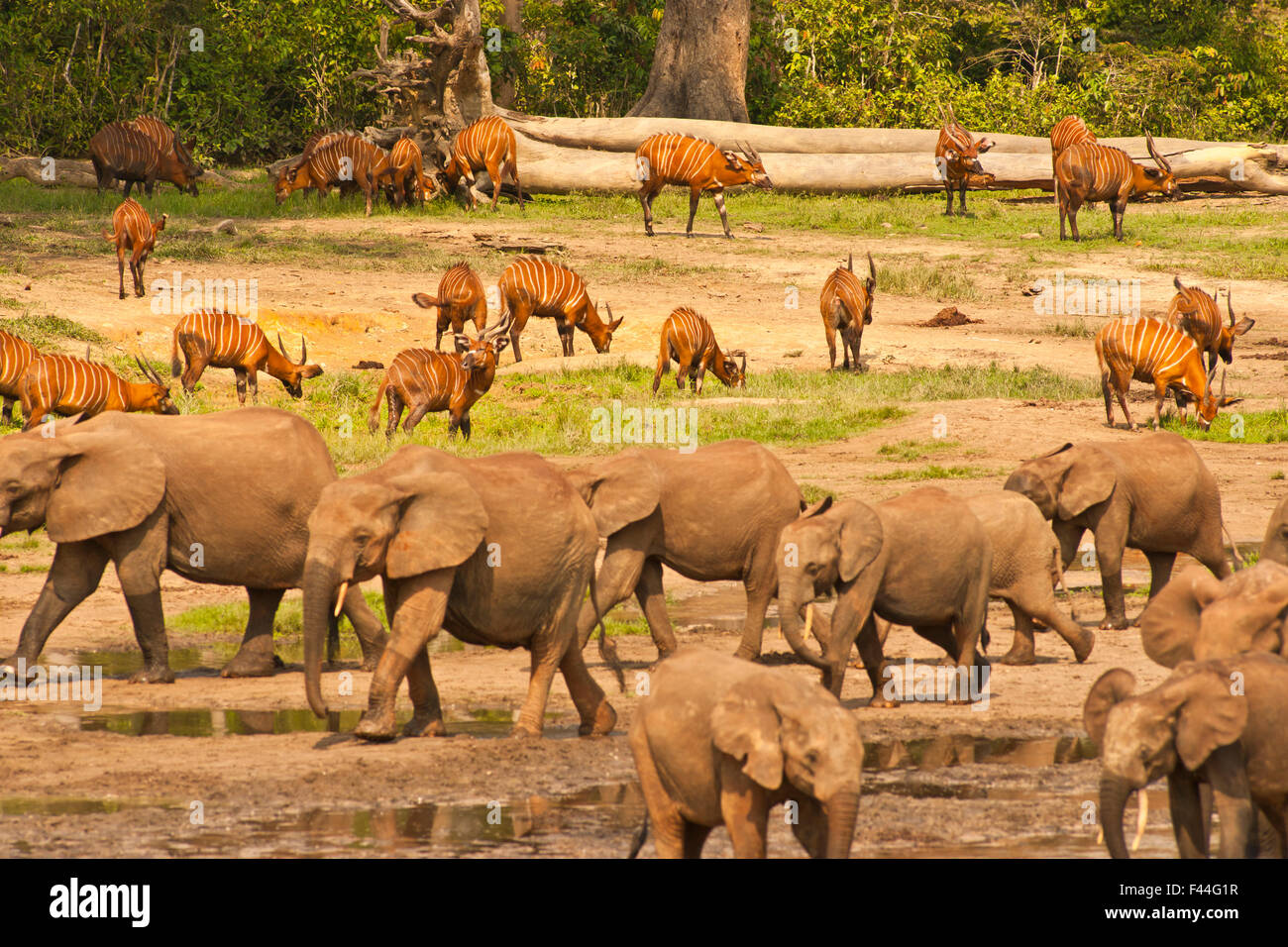 Foresta Africana Elefante africano (Loxodonta africana cyclotis) spostando il passato di antilope Bongo (Tragelaphus euryceros) allevamento. Dzanga-Ndoki National Park, Repubblica Centrale Africana Foto Stock