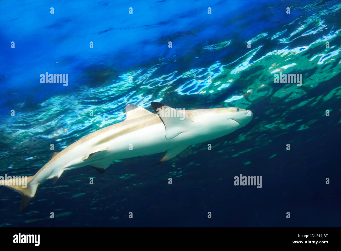 Caribbean reef shark Foto Stock