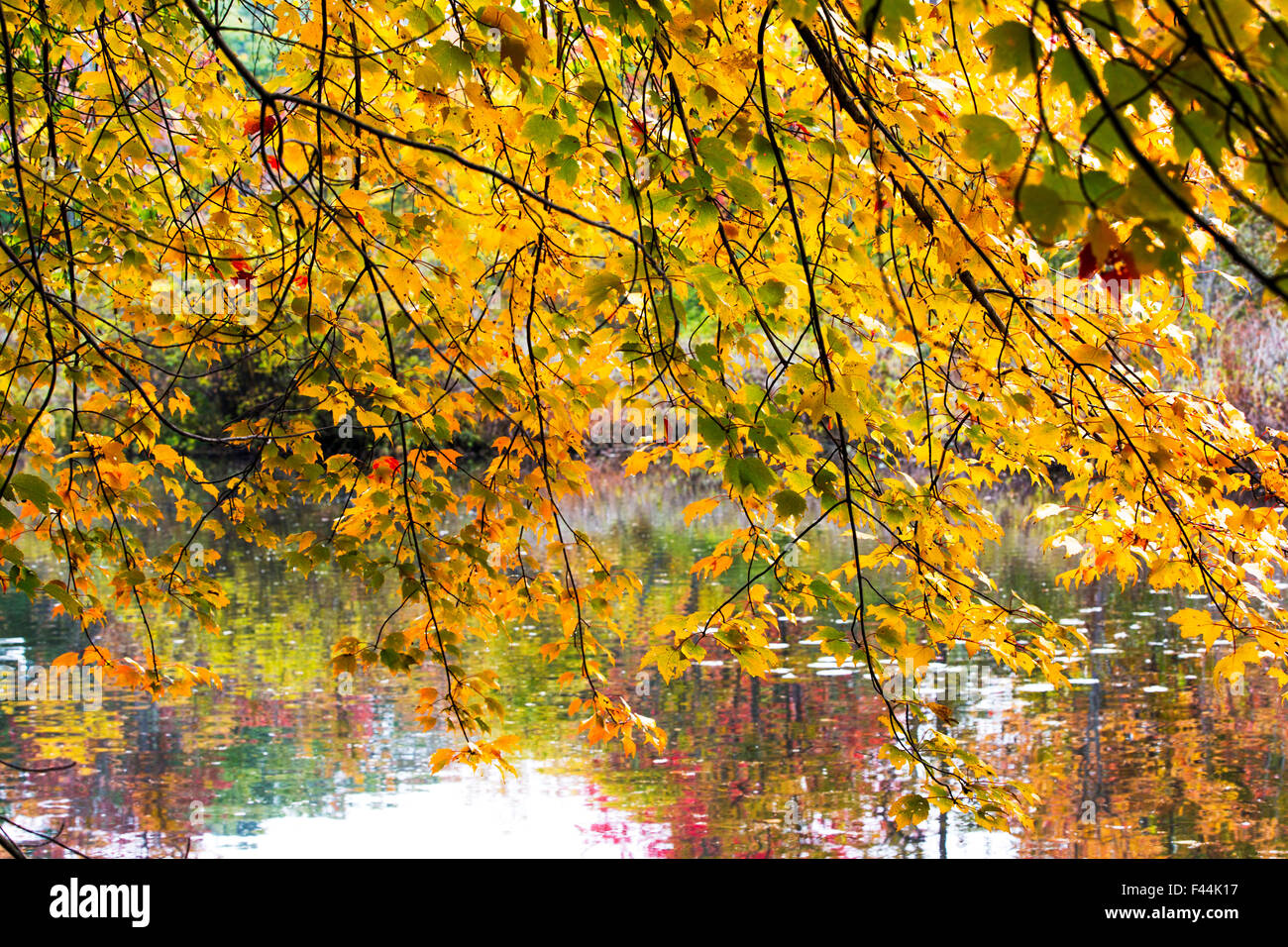 Giallo, arancione e verde fogliame di autunno nel New England Foto Stock