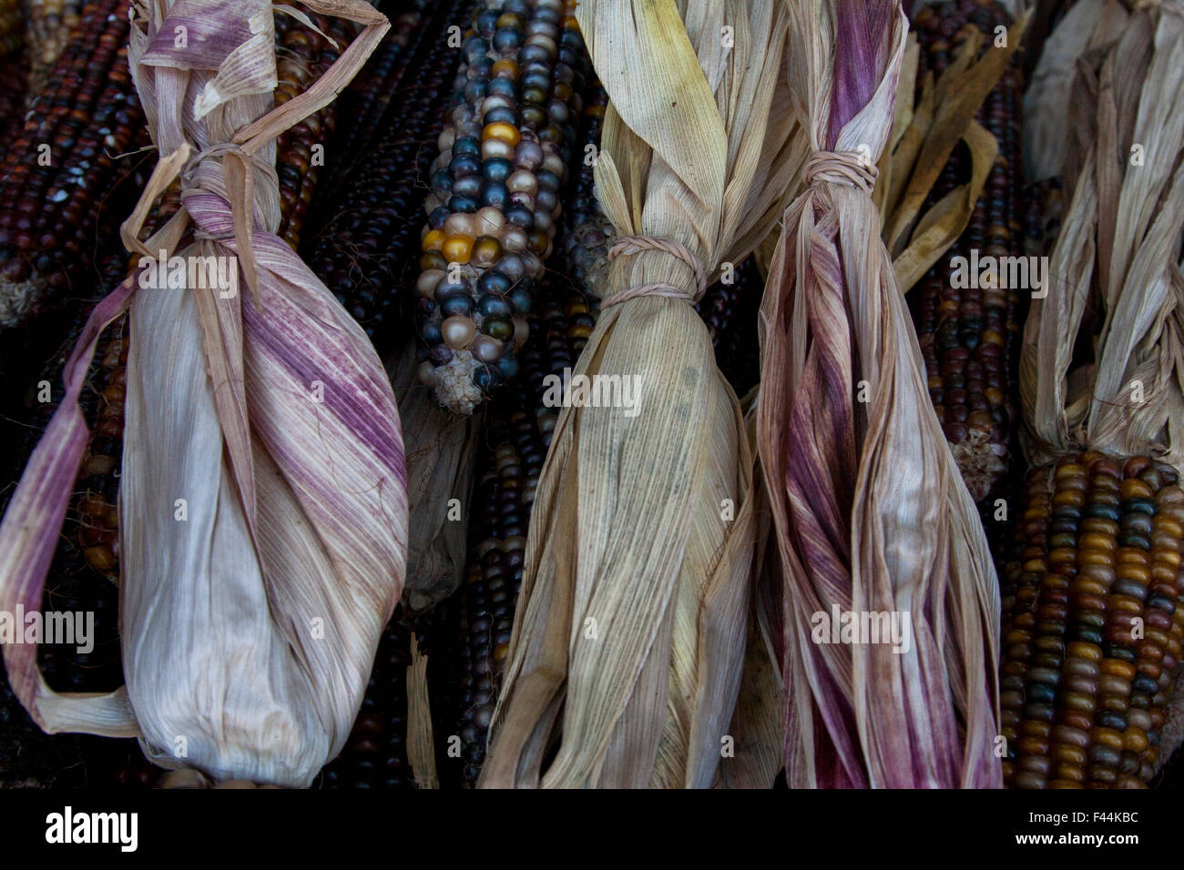 Il mais indiano, con la sua ricca gamma di chicchi multicolori in tonalità blu, rosso, giallo e marrone, è un simbolo tradizionale della stagione autunnale del raccolto. Foto Stock