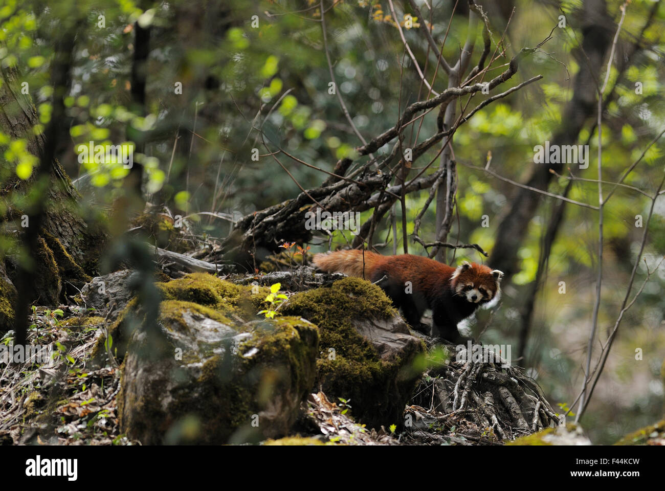 Panda rosso (Ailurus fulgens) nella foresta, Meili Snow Mountain NP, Yunnan, Cina Foto Stock