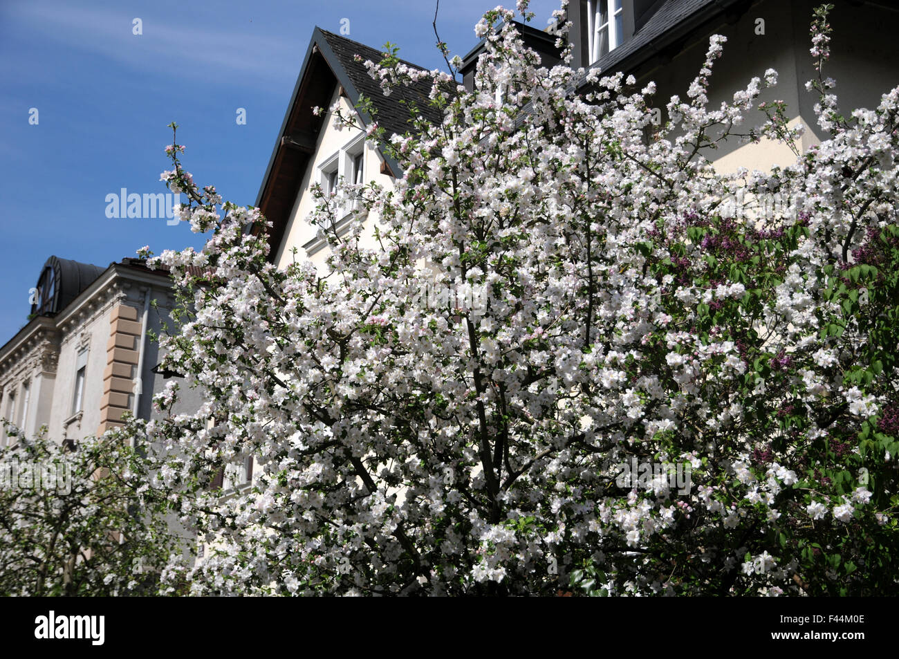 Fiori di melo Foto Stock