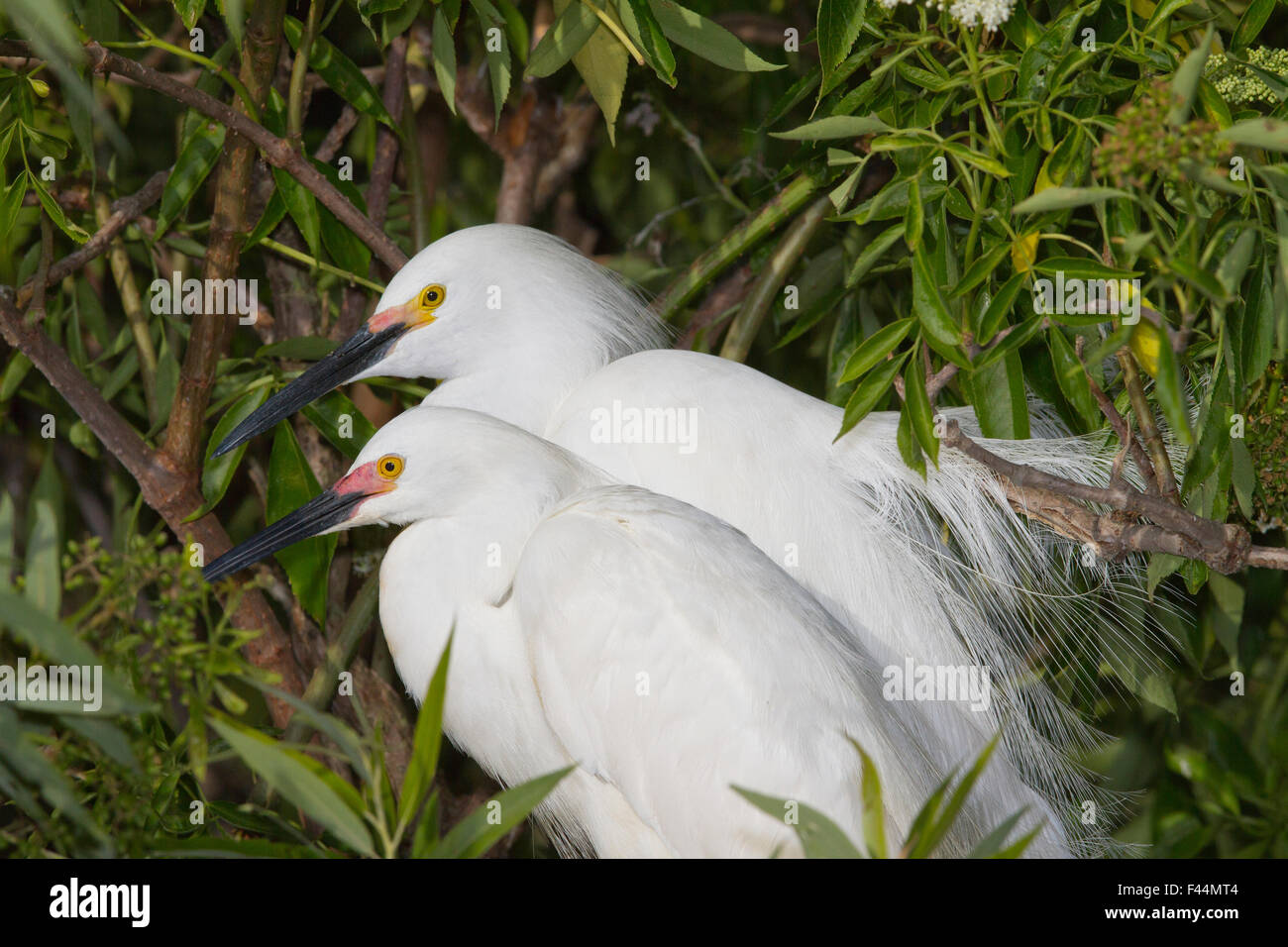 Coppia di Snowy Egrets in Gatorland, OrlandoFlorida Foto Stock