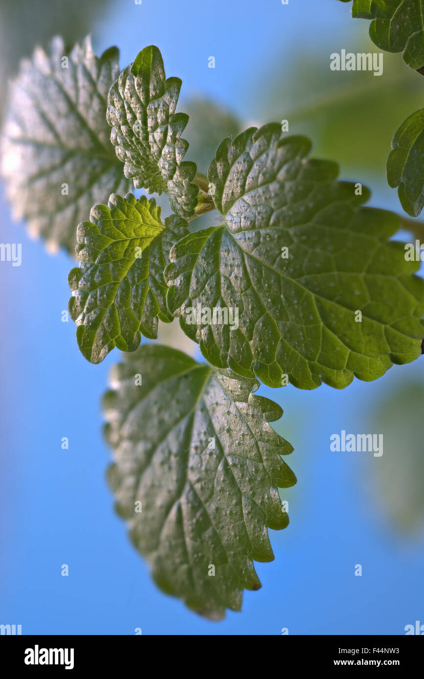 Foglie di balsamo Foto Stock