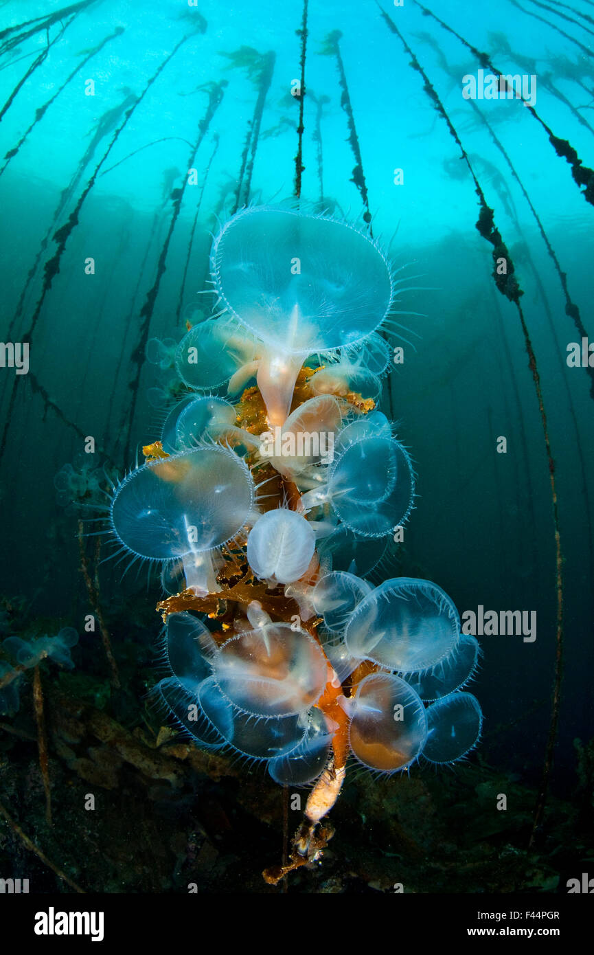 Incappucciati nudibranchi (Melibe leonina) alimentazione del filtro al di sotto del bull kelp. Ussaro punto, Browning Pass, Port Hardy, Isola di Vancouver, British Columbia, Canada. Foto Stock