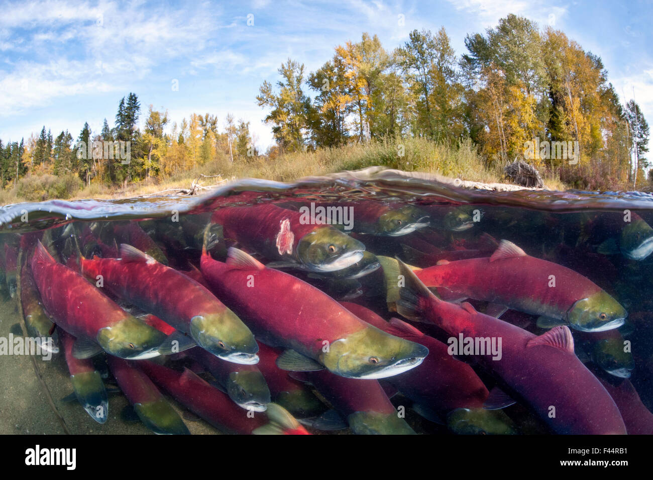 Un livello diviso foto di gruppo di Salmone Sockeye (Oncorhynchus nerka) combattere il loro modo a monte come essi migrare indietro verso il fiume della loro nascita per riprodursi, alberi che mostra colori autunnali. Adams River, British Columbia, Canada, Ottobre. Prese sotto licenza, Foto Stock