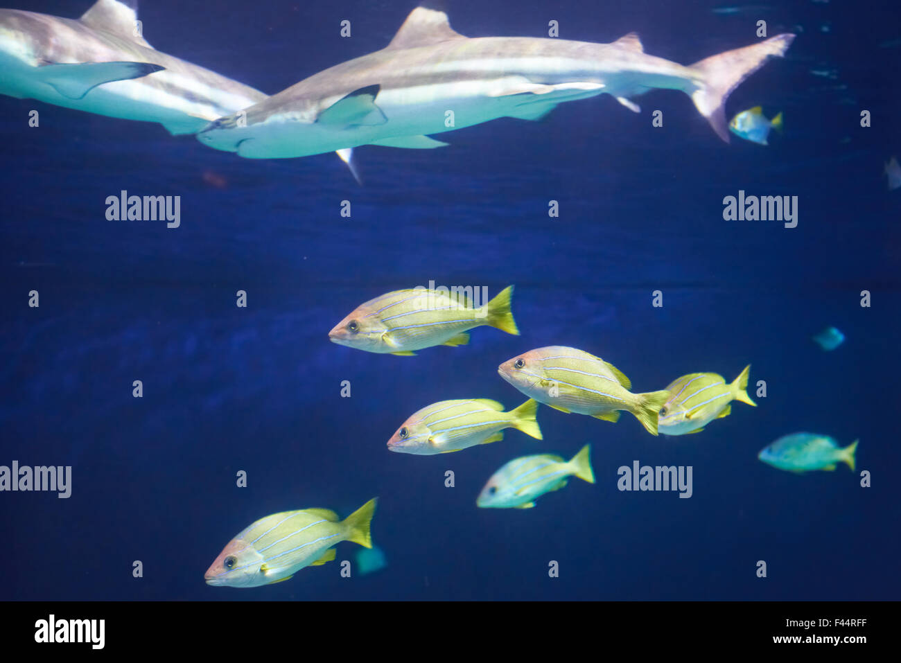 Caribbean reef shark Foto Stock