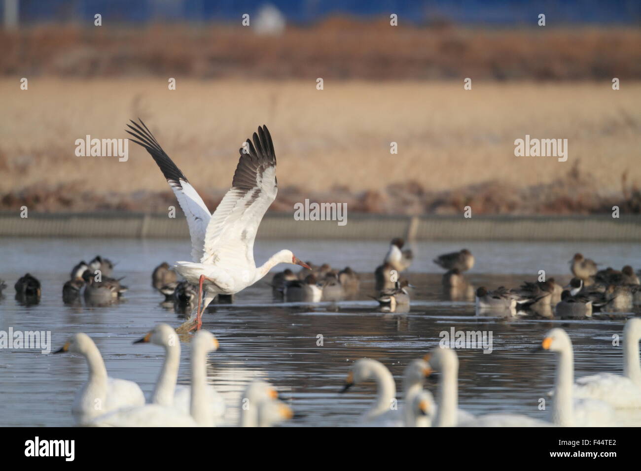 Gru siberiana (Grus leucogeranus) in Giappone Foto Stock