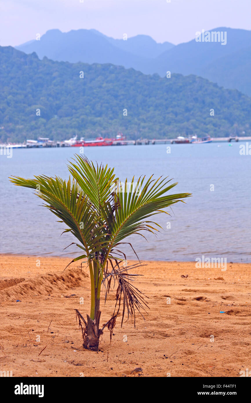 Piccolo albero di palme sulla spiaggia Foto Stock