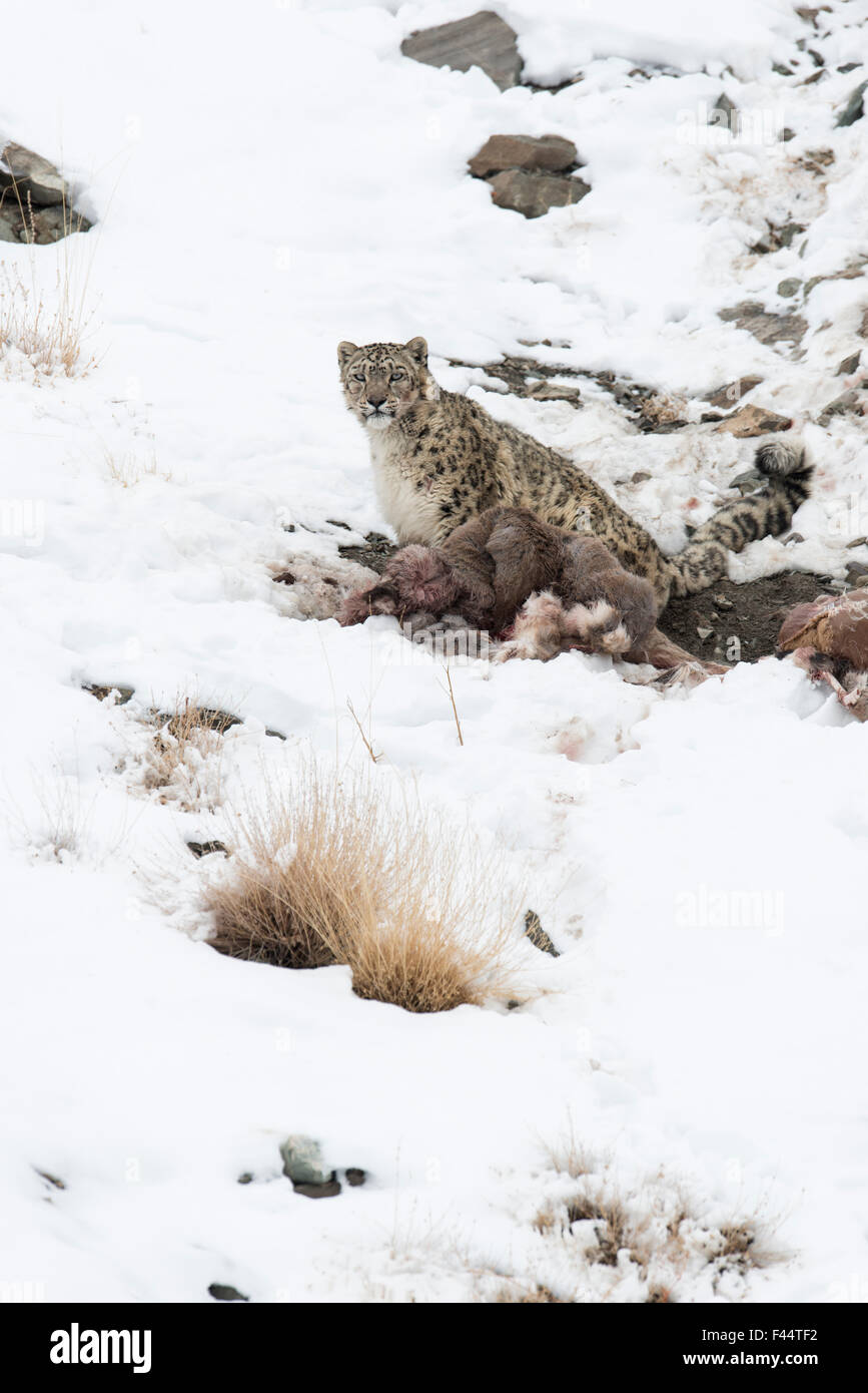 Snow Leopard (Uncia uncia) con Himalayan pecora blu (Pseudo è nayaur) kill, Hemas National Park, Ladakh, India Foto Stock