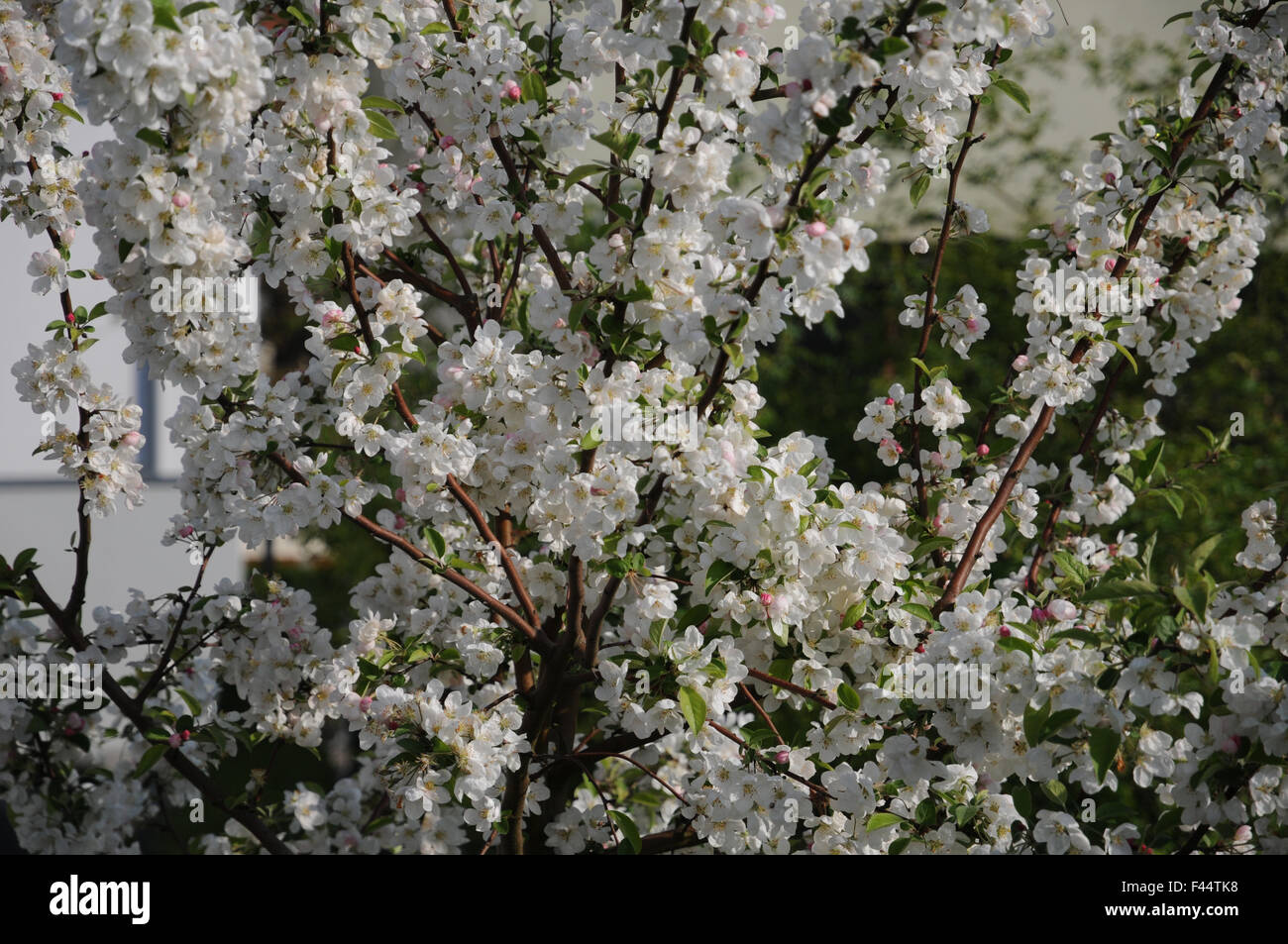 Crabapple Foto Stock