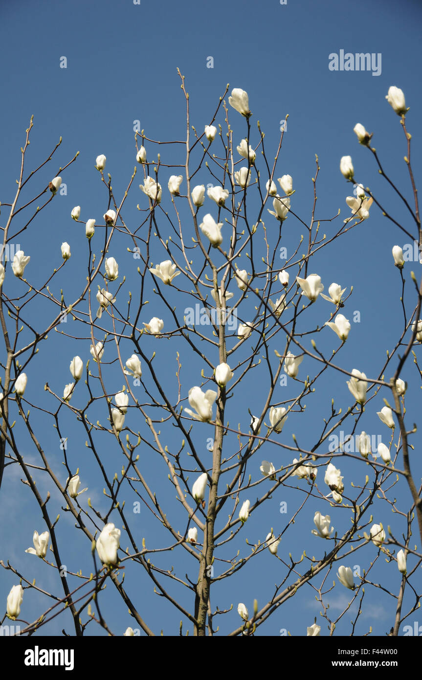 Magnolia Yulan Foto Stock