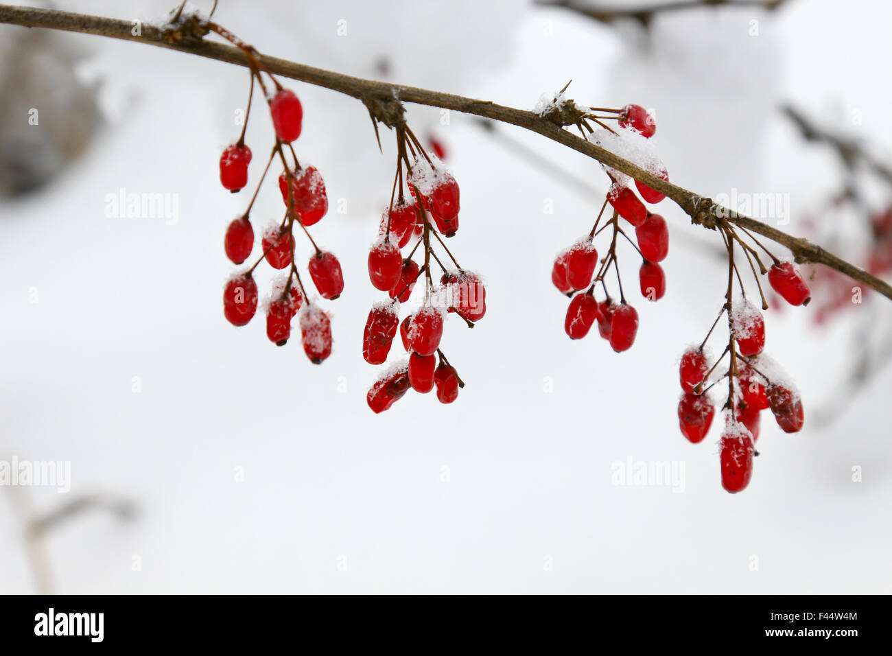 Barberries nella neve Foto Stock