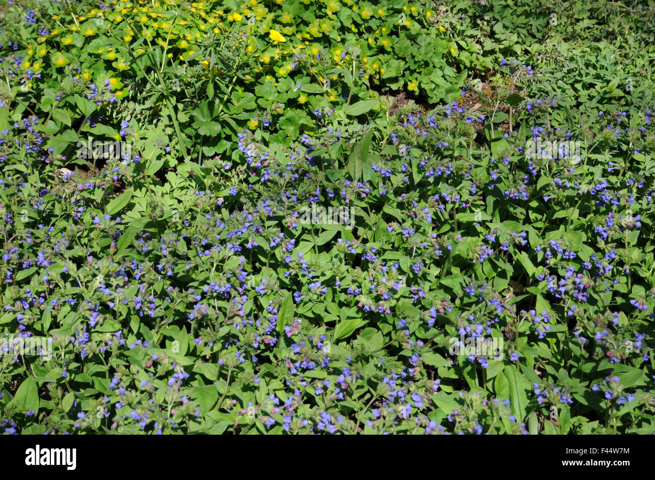 A stretta lasciava lungwort Foto Stock