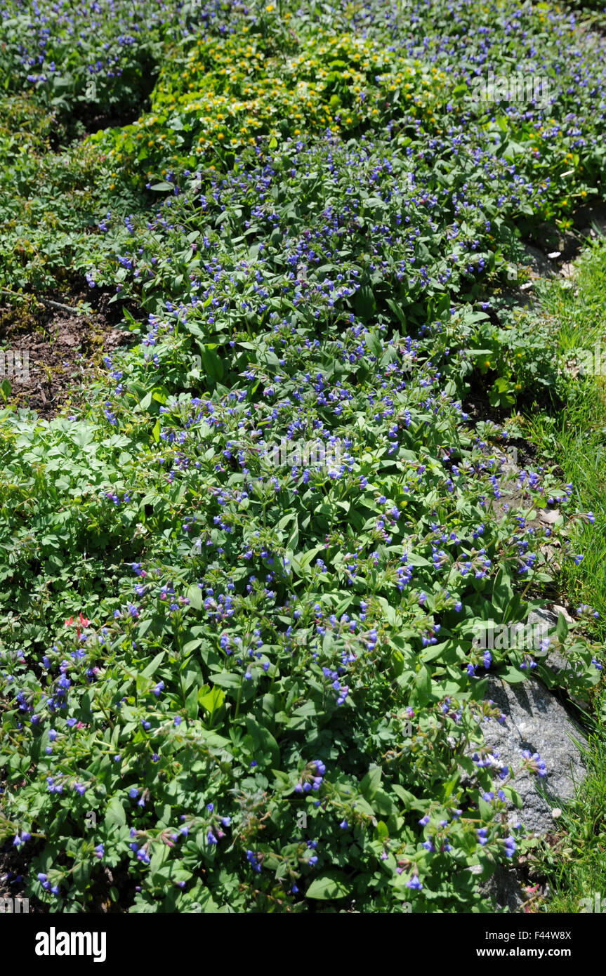 A stretta lasciava lungwort Foto Stock