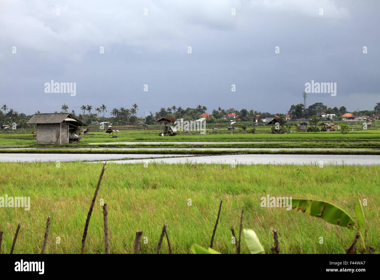 Campo di riso Foto Stock
