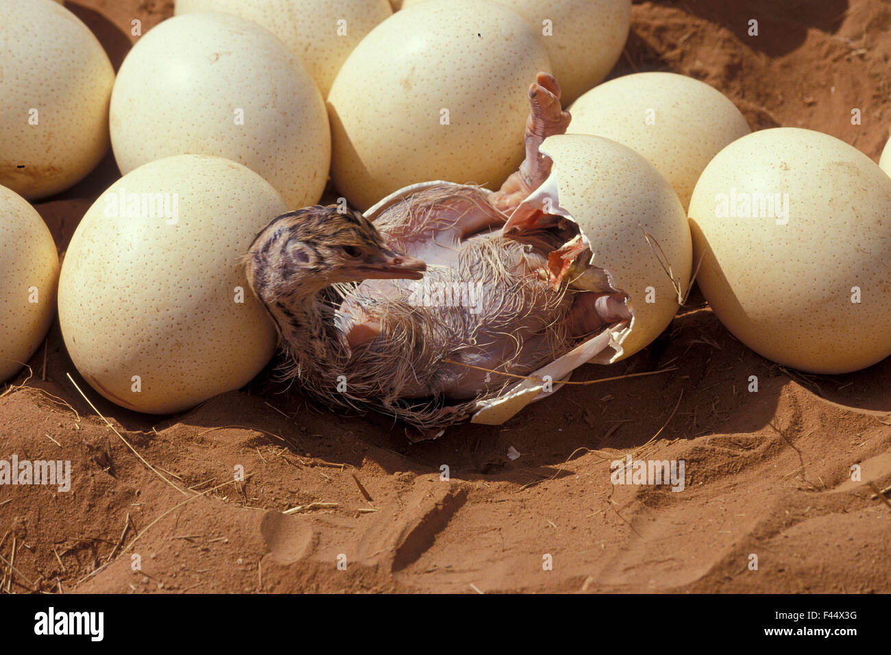 Struzzo somalo (Struthio molybdophanes), cova Samburu Game Reserve, Kenya Foto Stock