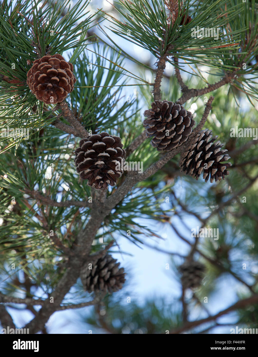 Pitch pine (Pinus rigida) coni e aghi sui rami in Massachusetts, Stati Uniti. Foto Stock