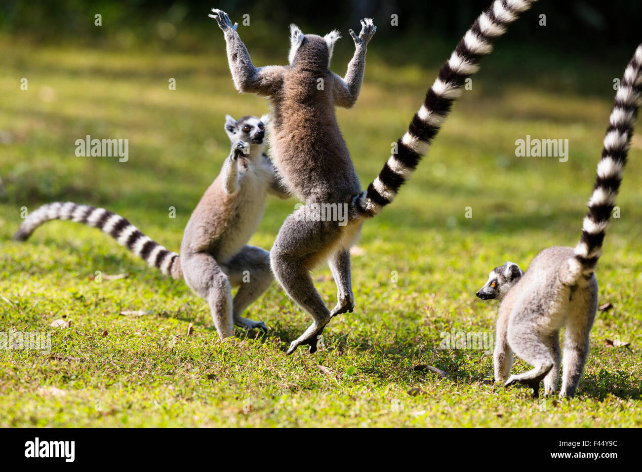 I lemuri Ringtailed riproduzione (Lemur catta) Riserva di Nahampoana, Sud del Madagascar, Africa Foto Stock