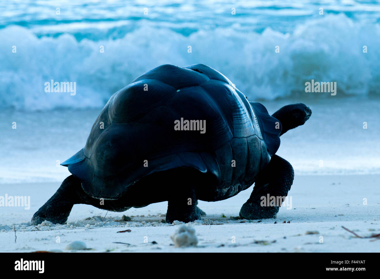 Tartaruga gigante di Aldabra (Geochelone gigantea) camminando lungo la riva del mare, Aldabra Atoll, Seychelles, Marzo Foto Stock