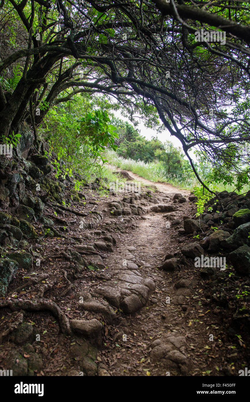 Sentiero per Akoakoa punto, Polulu Valley, Big Island delle Hawai'i, Hawai'i, STATI UNITI D'AMERICA Foto Stock