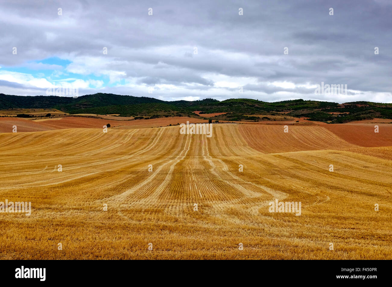 Raccolte di campi di grano sul cammino di san Giacomo (Camino de Santiago) prima di Los Arcos,Navarra, Spagna Foto Stock