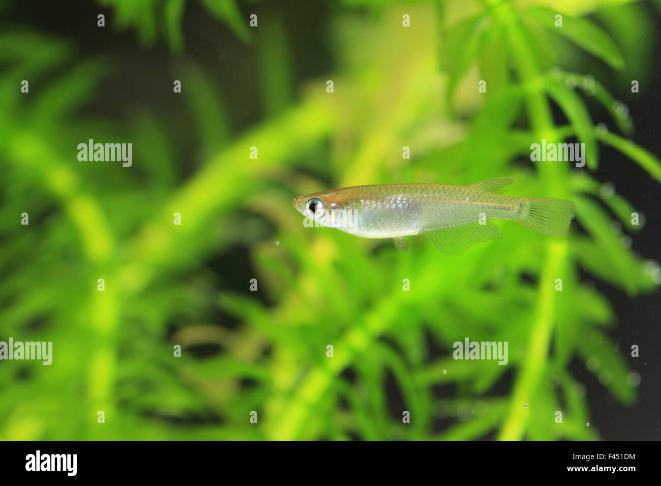 Riso giapponese (pesce Oryzias latipes) in Giappone Foto Stock