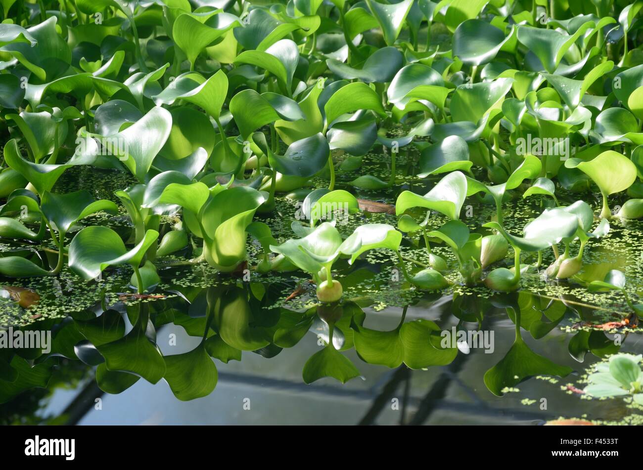 Piccolo acqua Lillies e di riflessione Foto Stock