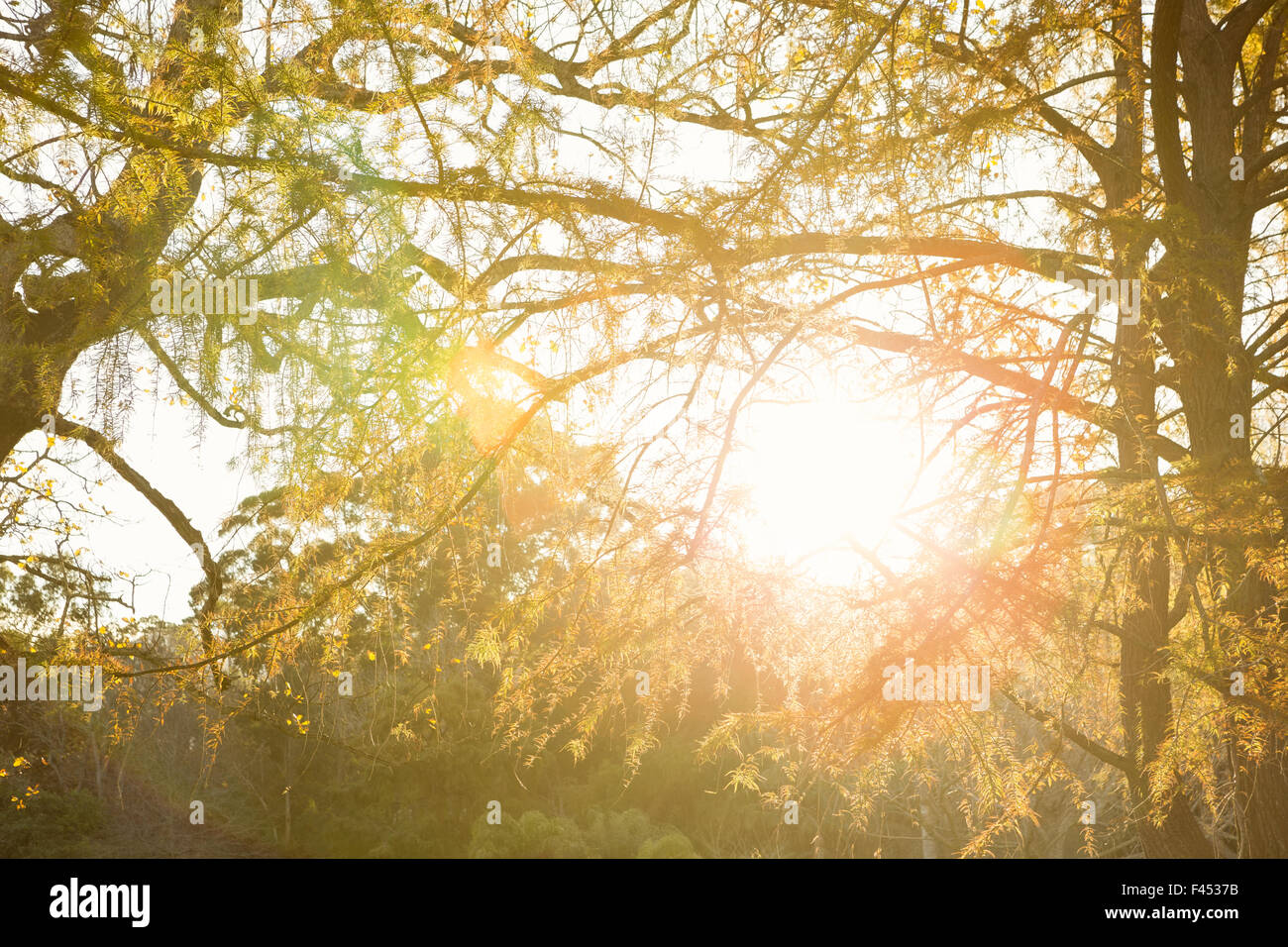 Sole che splende attraverso foglie Foto Stock