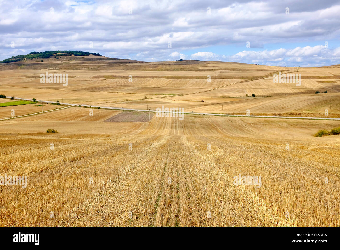 Raccolte di campi di grano sul cammino di san Giacomo (Camino de Santiago) prima Viloria de la Rioja, La Rioja, Spagna Foto Stock