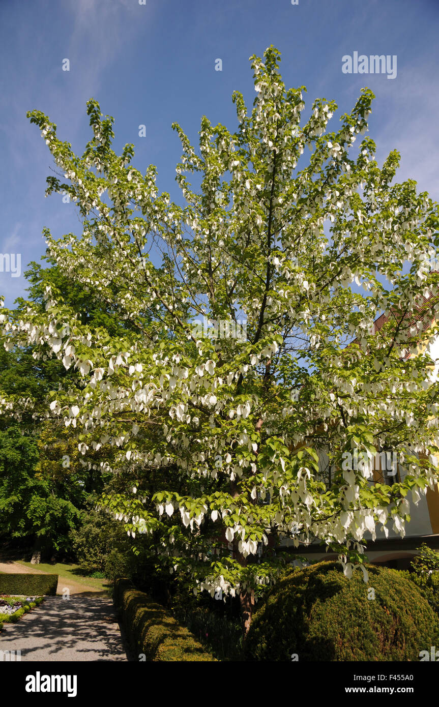 Fazzoletto tree Foto Stock