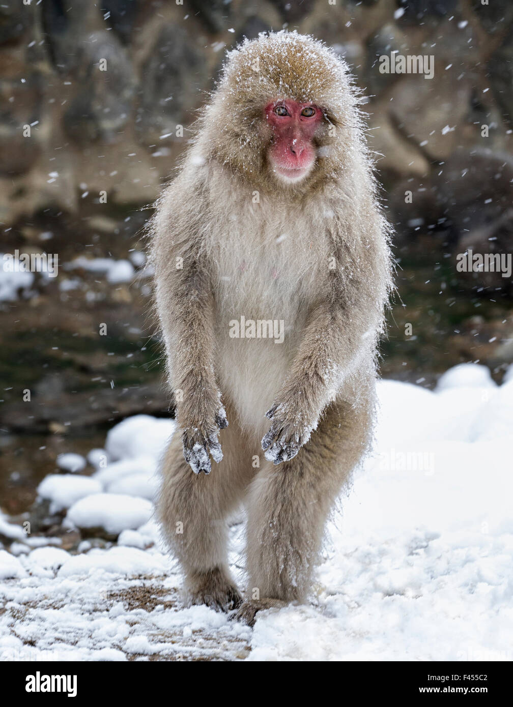 Macaque giapponese (Macaca fuscata) femmina in piedi sulle zampe posteriori nella neve, Jigokudani, Giappone. Febbraio Foto Stock