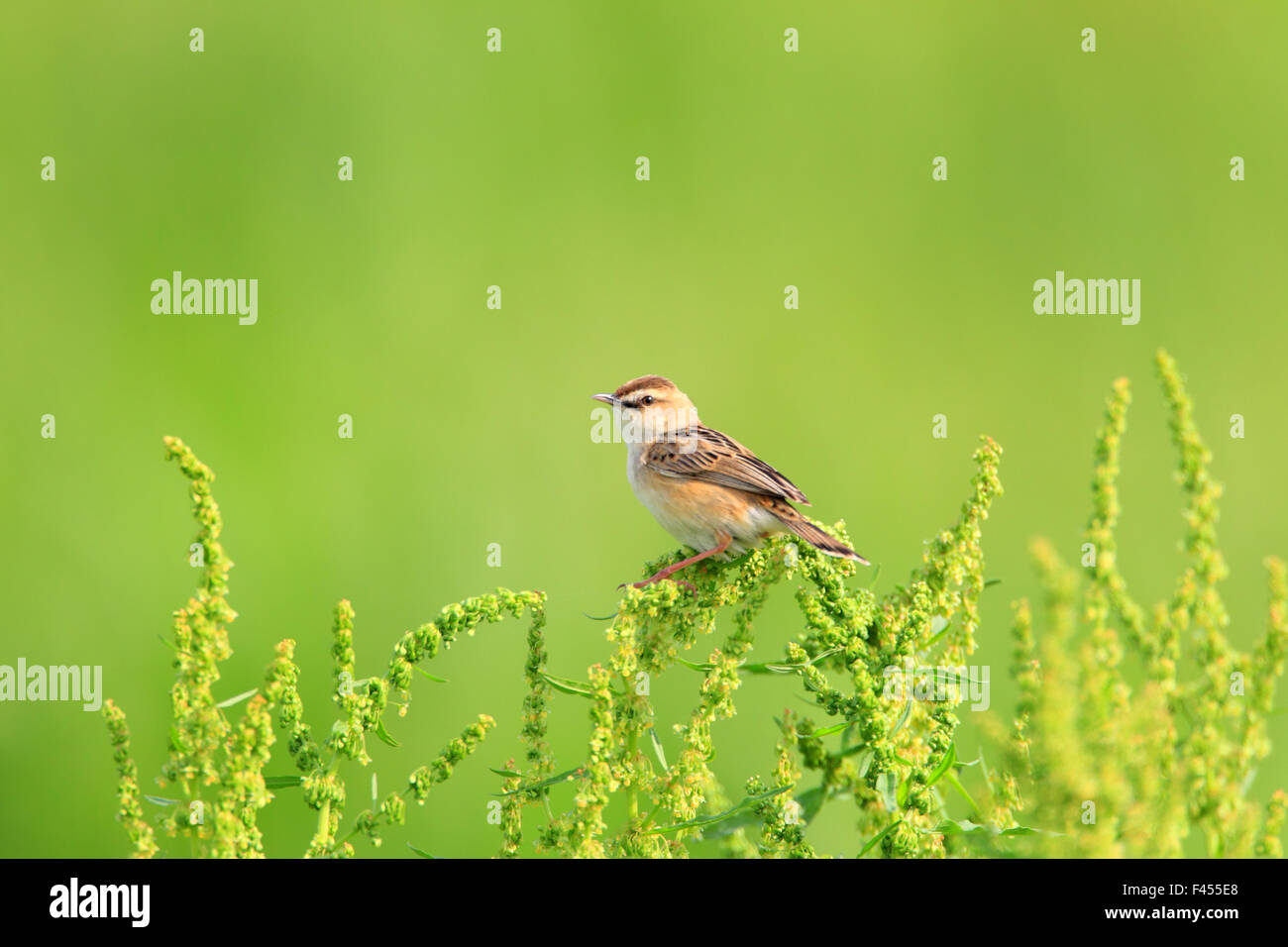 Il Zitting Cisticola o presentano striature fiocco trillo (Cisticola juncidis) cantare maschio in Giappone Foto Stock