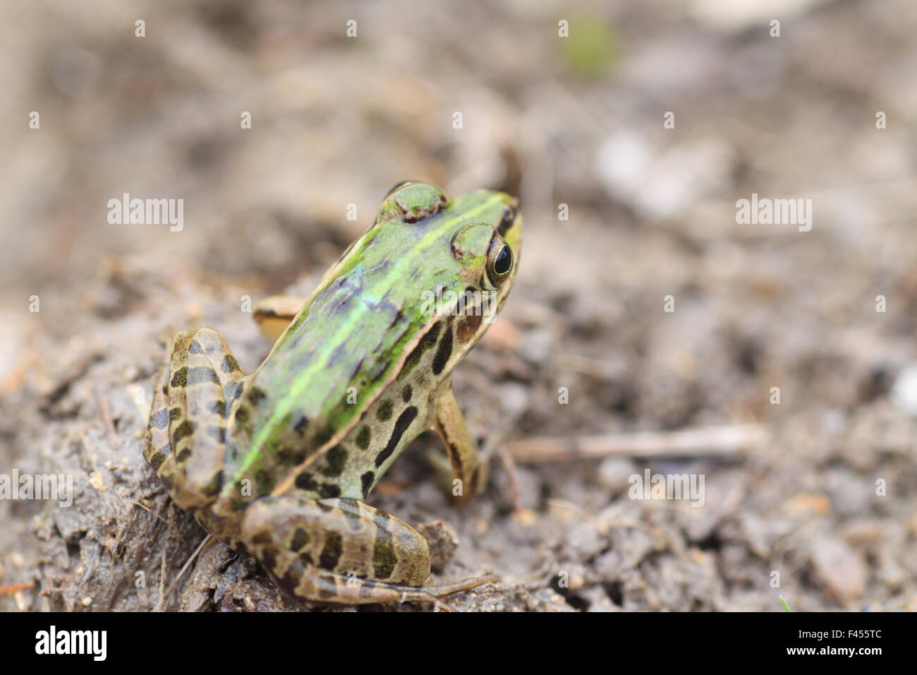 Nero-spotted stagno rana o scuro-spotted frog (Rana nigromaculata) in Giappone Foto Stock