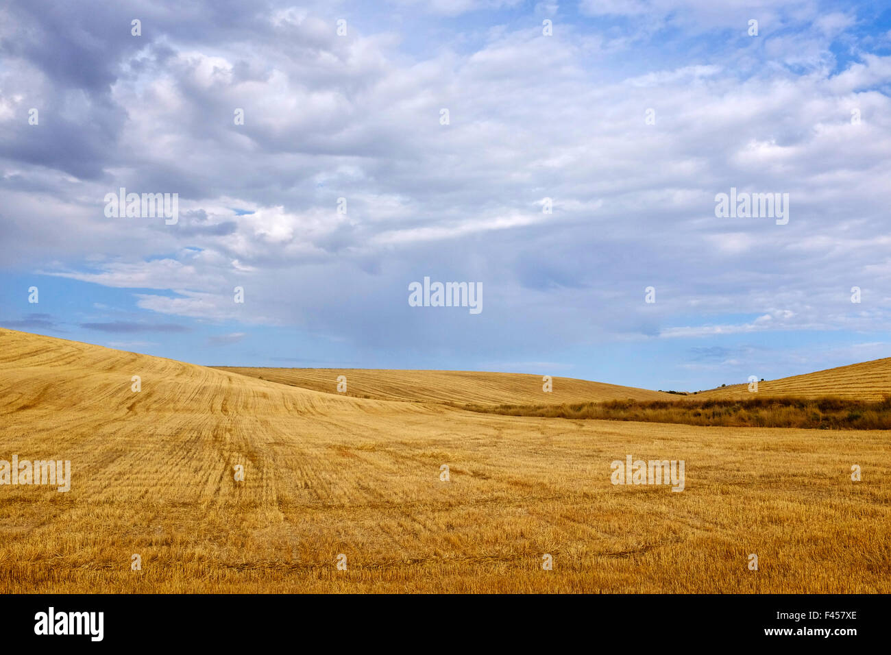 Raccolte di campi di grano sul cammino di san Giacomo (Camino de Santiago), Castiglia e León, Spagna Foto Stock