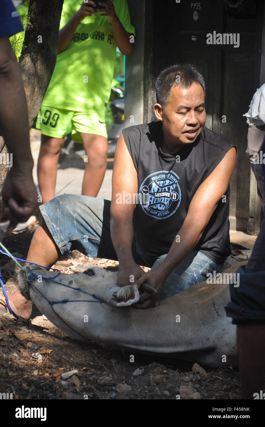 Musulmana indonesiana tenere la testa di vacca prima che fosse slaugtered in Eid al-Adha giorno il 24 settembre 2015 a Makassar, Indonesia. Foto Stock