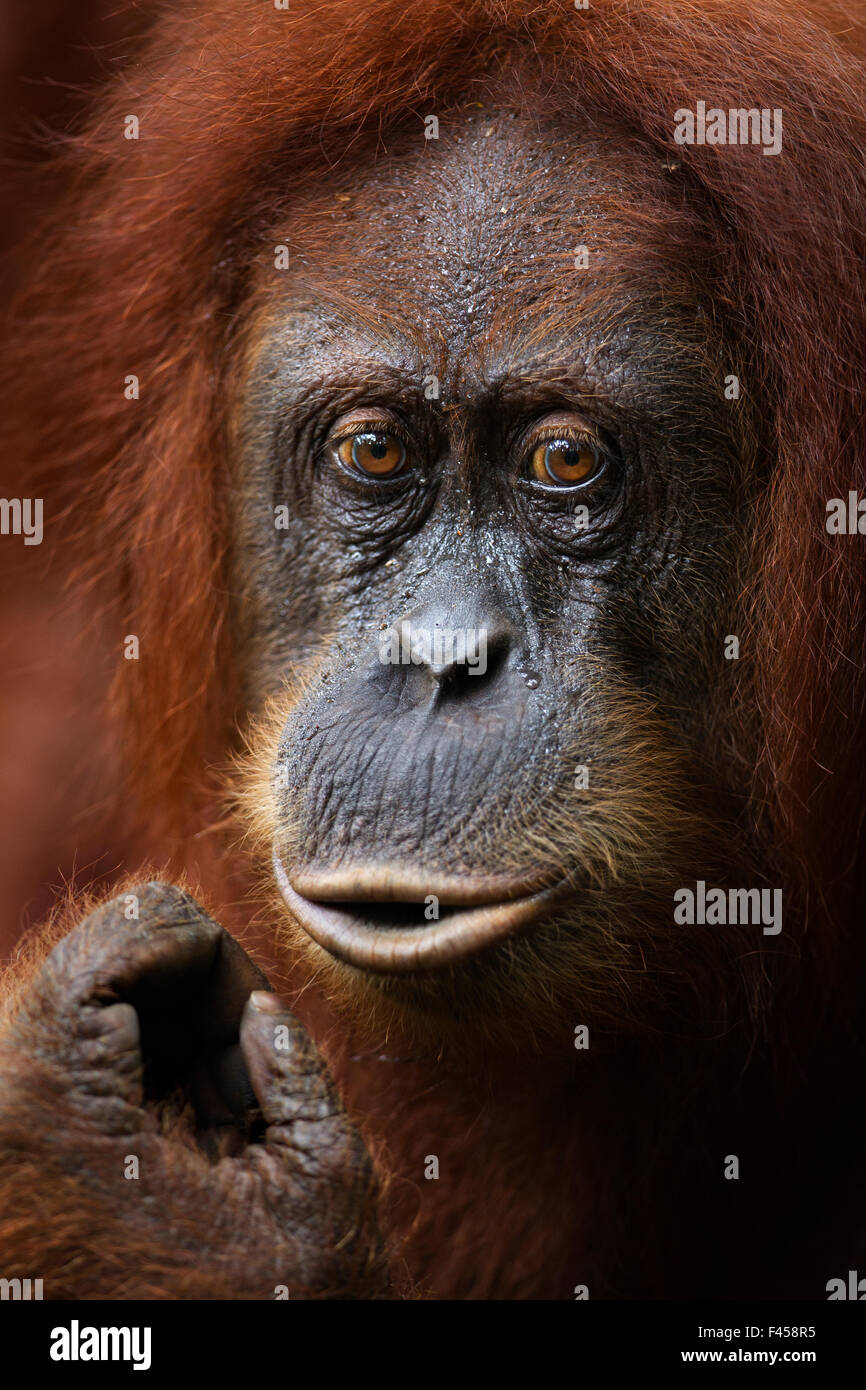 Orangutan di Sumatra (Pongo abelii) femmina 'Sandra' invecchiato 22 anni ritratto. Gunung Leuser National Park, Sumatra, Indonesia. Apr 2012. Riabilitate e rilasciate (o discendenti di coloro che sono stati liberati) tra 1973 e 1995. Foto Stock